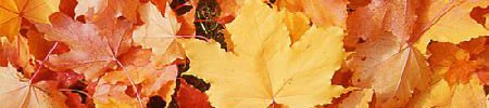 Autumn4.jpg