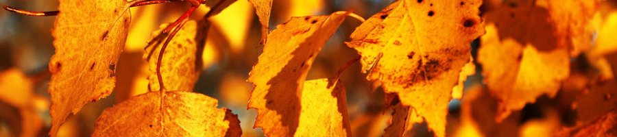 Autumn6.jpg